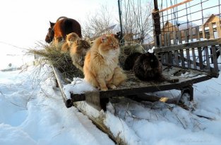 Миллион сибирских кошек (17 фото)