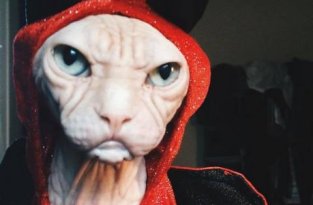 Злобный кот по кличке Локи (25 фото)