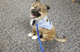 Очаровательный щенок получили в полиции должность 