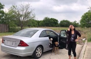 В Техасе поймали с поличным женщину, которая хотела бросить 4-х своих собак (11 фото)