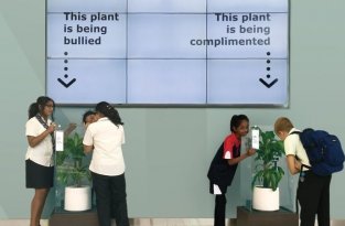 Ошеломляющий результат эксперимента: IKEA попросила школьников ругать растение в течение 30 дней (11 фото + 1 видео)