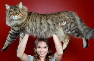 16 мейн-кунов, в сравнении с которыми ваш котик будет смотреться крошечным (16 фото)