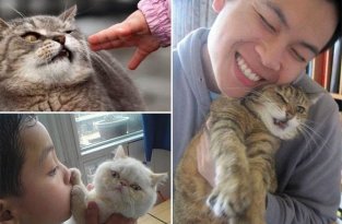15 котов, которые терпеть не могут целоваться-обниматься! (15 фото)
