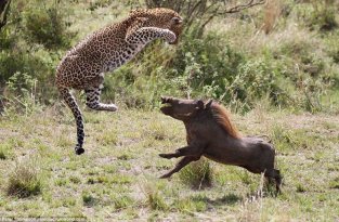 Леопард против бородавочника - прыжок смерти (18 фото)