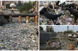 Жизнь в пластмассовом аду: трущобы Дели тонут в мусоре (19 фото)