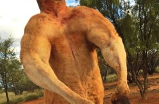 Мощный кенгуру из австралийского заповедника держит в страхе смотрителей (4 фото + видео)