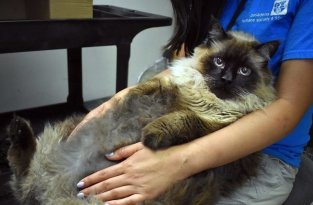 В Калифорнии спасли бездомного кота, страдающего ожирением (3 фото + 1 видео)