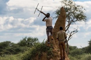 Почему в Африке леопардов ищут с помощью антенн (9 фото)