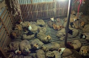 В Индии спасли 36 собак, которых засунули в мешки и хотели увезти в рестораны на мясо (5 фото)