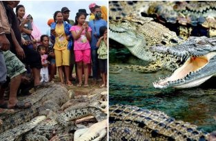 В Индонезии разгневанная толпа убила 300 крокодилов (7 фото)