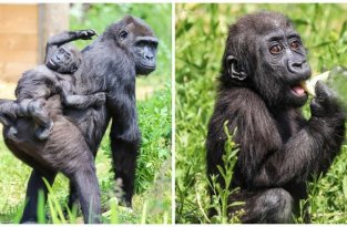 Чудесные фотографии детеныша гориллы из Бристольского зоопарка (5 фото)