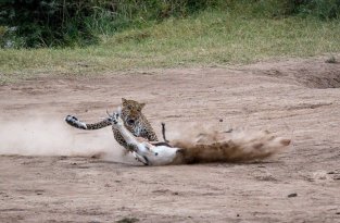 Молниеносная охота: самка леопарда готовит обед для своих детенышей (5 фото)