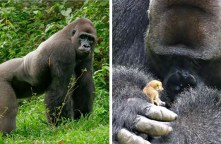 24-летний самец гориллы нашел крошечное существо в лесу, и его реакция бесценна (7 фото + 1 видео)