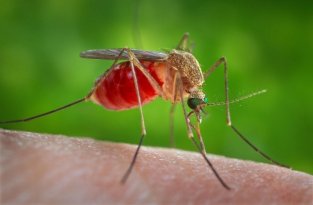 Зачем комару кровь (3 фото + 1 видео)