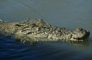Как выглядит крокодил под водой? (3 фото)