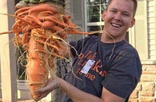 Морковь, которая попала в книгу рекордов Гиннесса (3 фото)