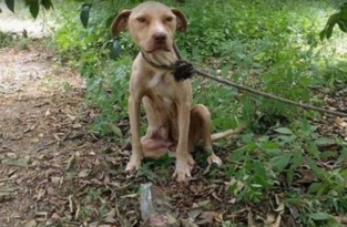 Беременную собаку оставили связанной в лесу рожать в одиночестве, без еды и воды (12 фото)