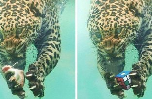 Эмоциональный леопард нырнул под воду за рыбкой, а вынырнул героем захватывающего фотошоп-сражения (15 фото)