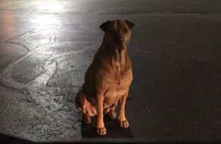 Собака притворялась по ночам бездомной, чтобы питаться бургерами (2 фото)