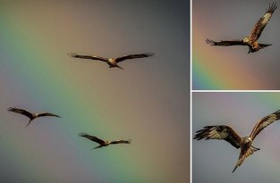 Птицы на радуге: фотограф поймал идеальный момент для съемки (5 фото)