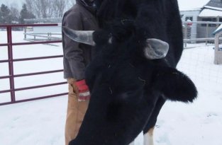 Дозер - огромный бык из Канады с ростом в 196 сантиметром (3 фото)