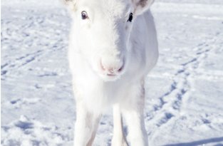 Уникальный белый олень попал на фото в Норвегии (5 фото)