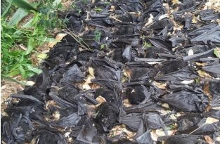 Австралийка была вынуждена переехать после того, как обнаружила несколько тысяч мертвых летучих мышей в своем дворе (4 фото)