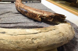 На Алтае археологи обнаружили диадему из бивня мамонта (3 фото)