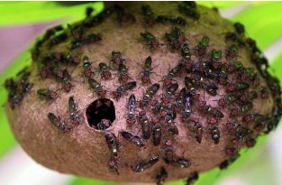 Ученые превратили яд осы в мощный антибиотик (3 фото)