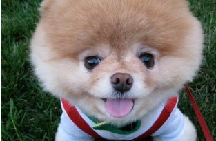 «Самый милый в мире пес» умер от тоски (12 фото)