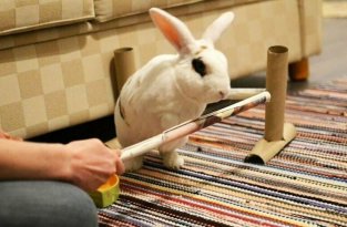 Кролик выполнил 20 трюков за минуту и попал в Книгу рекордов Гиннесса (7 фото + 1 видео)