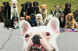 Нью-Йоркская организация по выгулу собак делает крутейшие собачьи селфи (13 фото)