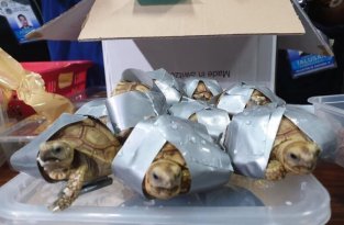 Брошенная контрабанда: в филиппинском аэропорту нашли более 1500 черепах, замотанных клейкой лентой (12 фото)