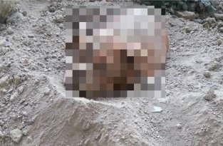 Во Франции требуют строгого наказания для парня, заживо закопавшего собаку (4 фото)