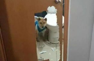 Запереть собаку в туалете было не самой лучшей идеей (3 фото)