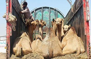 Утонченное искусство верблюжьей стрижки (10 фото)