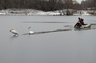 В Москве спасли пару лебедей, которая не смогла улететь в теплые края (4 фото)