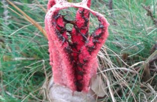 Пальцы дьявола - по-настоящему жуткий гриб, буквально вылупляющийся из инопланетного яйца (7 фото)