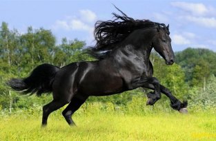 Фризская лошадь (5 фото)