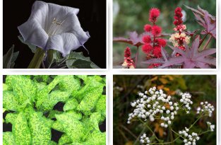 10 самых смертоносных растений мира (13 фото)