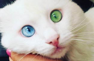 Выбран «самый красивый в мире» кот (3 фото)