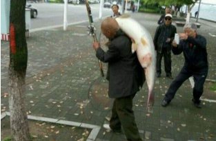 Старик поймал в реке Янцзы почти что золотую рыбку (2 фото)