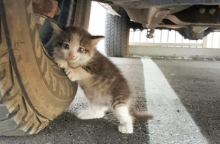 Мужчина увидел под грузовиком котенка и не смог пройти мимо (6 фото)