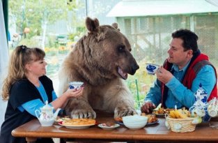 Взрослый медведь живет в семье своих спасителей (9 фото)