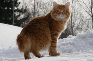 Самые крупные породы домашних кошек (10 фото)