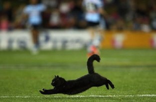 Красивый черный кот выбежал на поле во время матча по регби