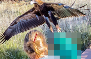 В Австралии орел напал на мальчика (2 фото)