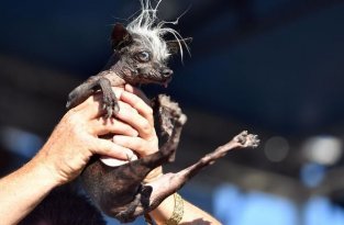 Самая уродливая собака слепа, носит подгузники и имеет гноящуюся язву (3 фото)