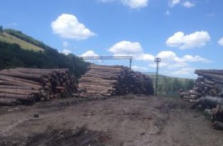 Лесники Львовской области незаконно вырубили лес на 6,5 млн гривен