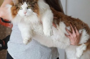 Самсон - самый крупный кот Нью-Йорка (9 фото)
